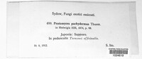 Protomyces pachydermus image